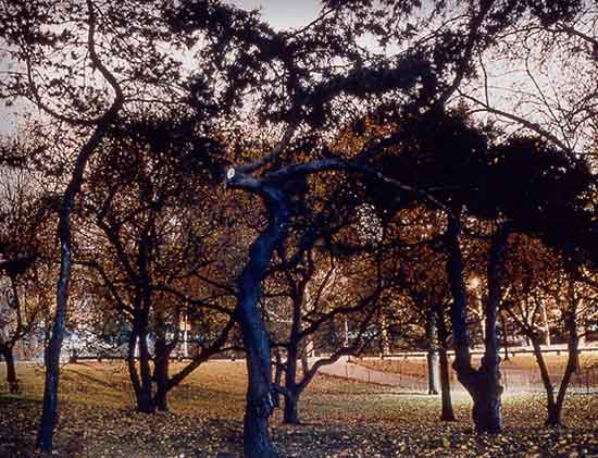 Residences and Parks 8